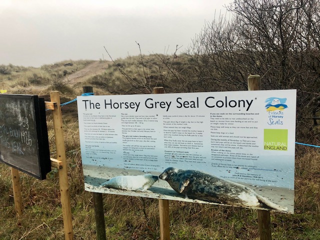 Seals at Horsey Beach Norfolk -Simone Says GO! - Travel blog