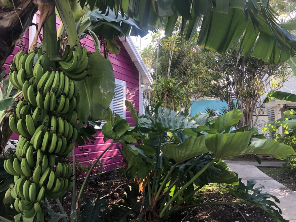 Barbados for the first time - Things you should know before going to Barbados - Simone Says GO! Travel Blog