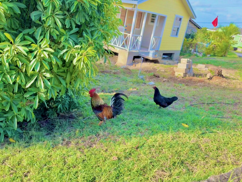 Barbados for the first time - Things you should know before going to Barbados - Simone Says GO! Travel Blog